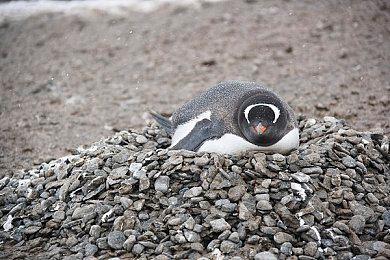 宝可梦官方ASMR第六集：大半夜不睡觉的波加曼